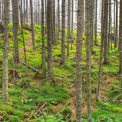 Las na zboczu porosnięty mchem. Piekny zielony las