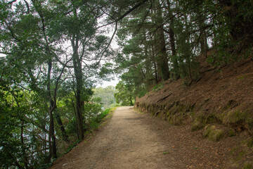 Fototapeta na wymiar Walking trail through the bushes around the Lake Daylesford, Victoria, Australia