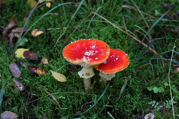 Closeup of amanita muscaria mushroom in forest