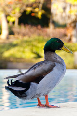 Pajaros y aves como gaviota, paloma, pato o pollo en el Parque de la Paloma, Benalmadena, Costa del Sol, Malaga, Andalucia, Andalusia, España, Spain