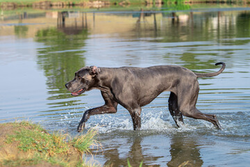 A female blue Great Dane playing the water