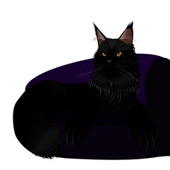 gorgeous Maine Coon cat on a purple sofa