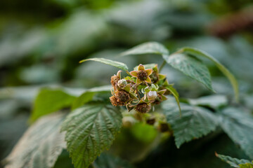 Closeup of unripe raspberries on branch in the fruit garden