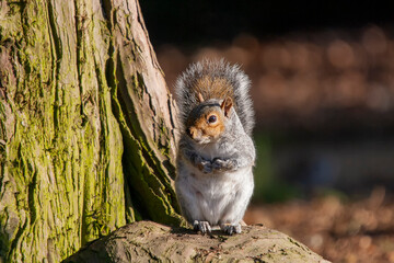 Eastern Grey Squirrel (Sciurus carolinensis)