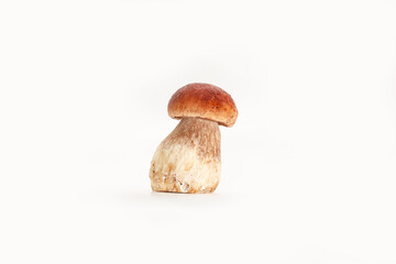 Beautiful fresh porcini mushrooms  on white background isolated season healthy food 