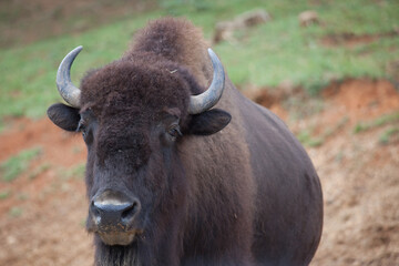 American Bison outdoors in nature