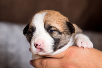 cute newborn puppy, welsh corgi pembroke breed