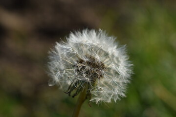 dandelion seed head wind