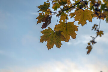 Beautiful colorful autumn park on a sunny day.