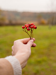 Red autumn viburnum in hands. Copy space.