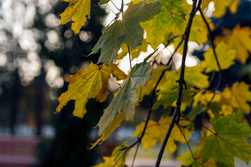 Yellow leaves on the tree. Yellow leaves on a blurred background. Golden leaves in the autumn park. Selective focus. Copy space