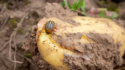 Close-up of striped Colorado potato beetle that crawls on dirty potato tuber. Insect of Leptinotarsa Decemlineata. Common agricultural pest