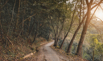 Naklejka premium Small road in the forest.