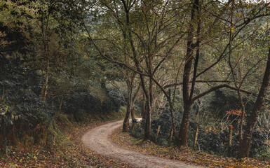 Small road in the forest.