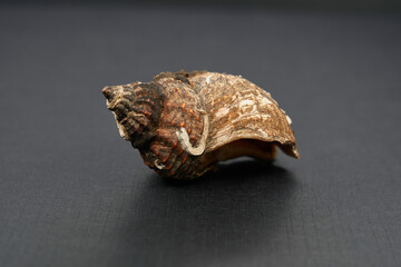 seashell 