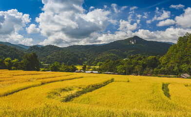 Yellow golden rice terraces field in mouantain view.