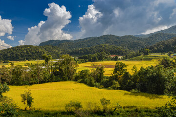 Yellow golden rice terraces field in mouantain view.