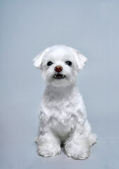 Chinese joyful white lap dog on a gray background with copy space. High quality photo