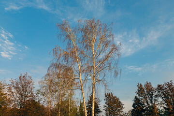 Beautiful colorful autumn park on a sunny day.