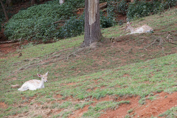 Spotted Deer outdoors in nature