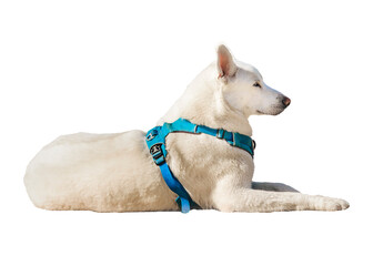 White Dog Resting Isolated Photo