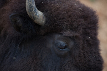 American Bison outdoors in nature