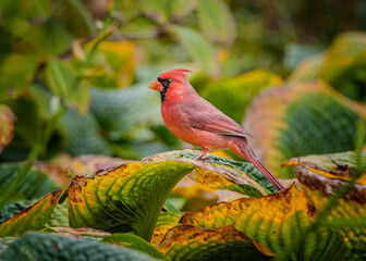 Mail Northern Cardinal