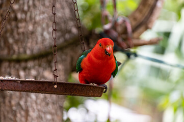 Red and Green King Parrot on a bird feeder swinging from a tree