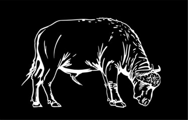 Graphical buffalo isolated on black background, vector 