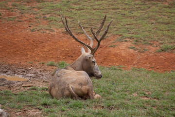 Deer with horns enjoying the outdoors