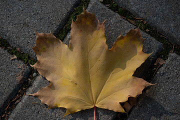 maple leaf, autumn, texture, 