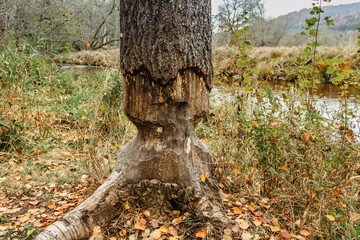 Beaver chewing down a tree. Beavers destruction in Czech.The beaver work. Beaver is cutting a tree to build a dam. Trees in woods gnawed by beavers. Trunk of large tree gnawed by river animals © Eva