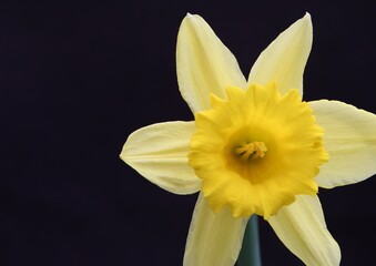 Fototapeta premium Narzisse
