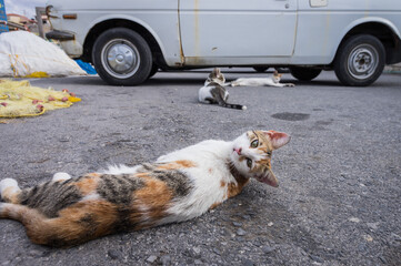 cats in the port of Heraklion
