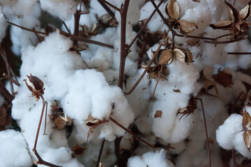 Cotton on its plant