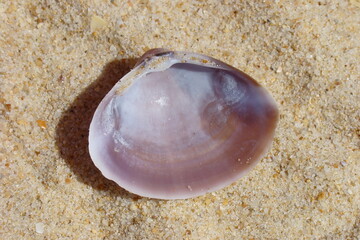 Rayed Trough-shell (Mactra stultorum)