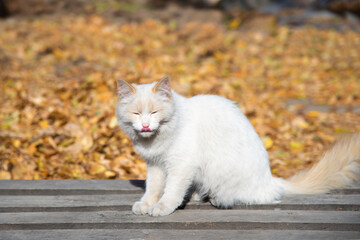 A white cat is licking its lips on a wooden bench against a background of yellow leaves.