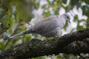 Obraz premium Türkentaube