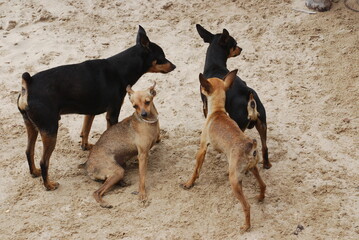 group of dogs
