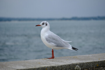 Mouette , faune du bord de mer .