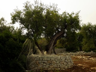 secular trees of the lands of Puglia
