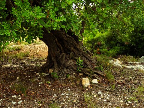 secular trees of the lands of Puglia
