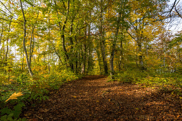 Naklejka premium Fantastic autumn hike in the beautiful Danube valley near the Beuron monastery