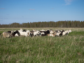 A herd of goats in a pasture