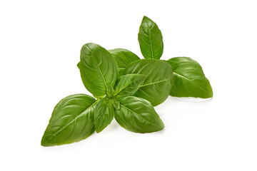 Basil leaves, isolated on white background