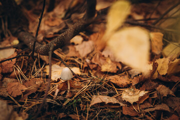 mushrooms on the ground