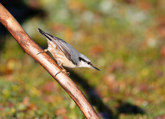 Eurasian nuthatch