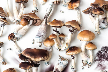 hallucinogenic mushrooms psilocybe cubensis