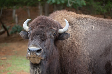 American Bison outdoors in nature