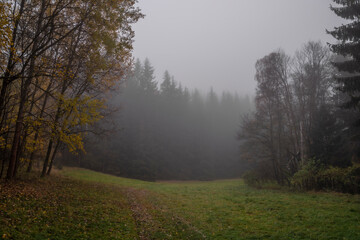Dark path in forest with fog and color forest and trees near Vidzin village